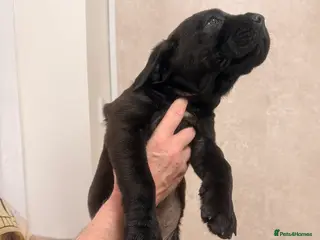 Mixed Breed dogs Loyal Rotticorso Puppies Black Coat,Powerful Build - Advert 12