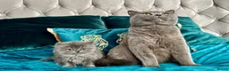 British Longhair cats for sale: 🩵 Stunning Blue British Longhair Girl 🥰 - Advert 3