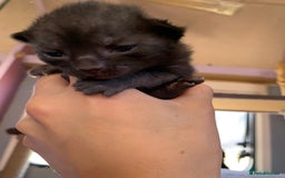 Domestic Shorthair cats for sale: Tabby kittens for sale - Image 21