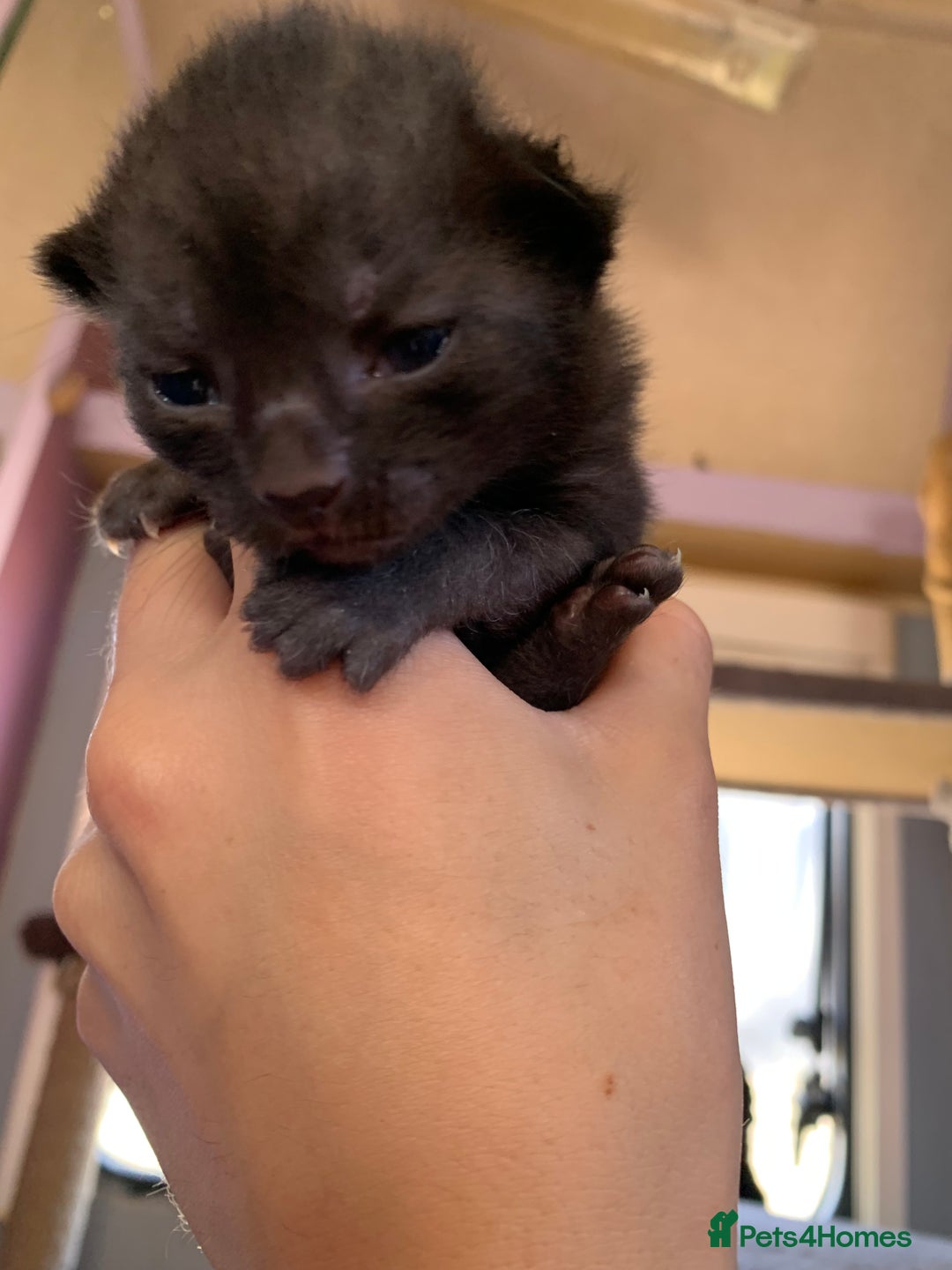 Domestic Shorthair cats for sale: Tabby kittens for sale - Image 21