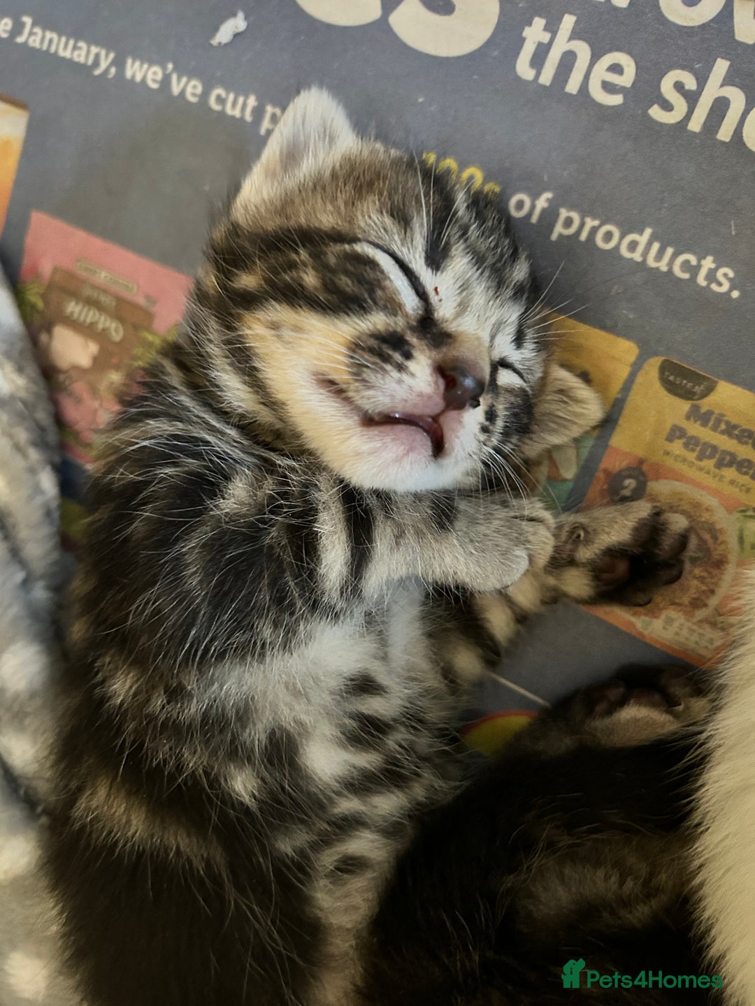 British Shorthair cats for sale: Beautiful tabby kittens looking for forever homes - Image 6
