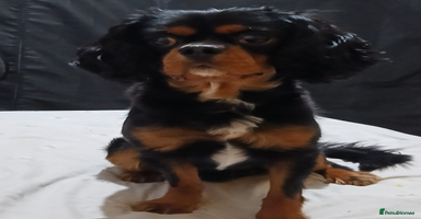 Cavalier King Charles Spaniel dogs - Advert 5