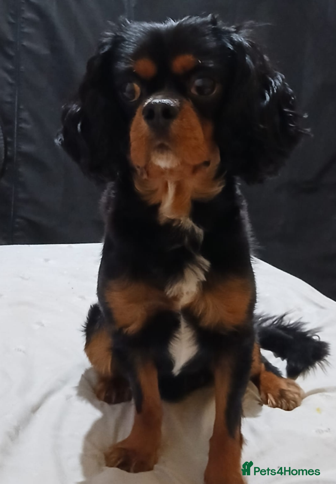 Cavalier King Charles Spaniel dogs for sale: King Charles Cavalier For Sale  - Image 2