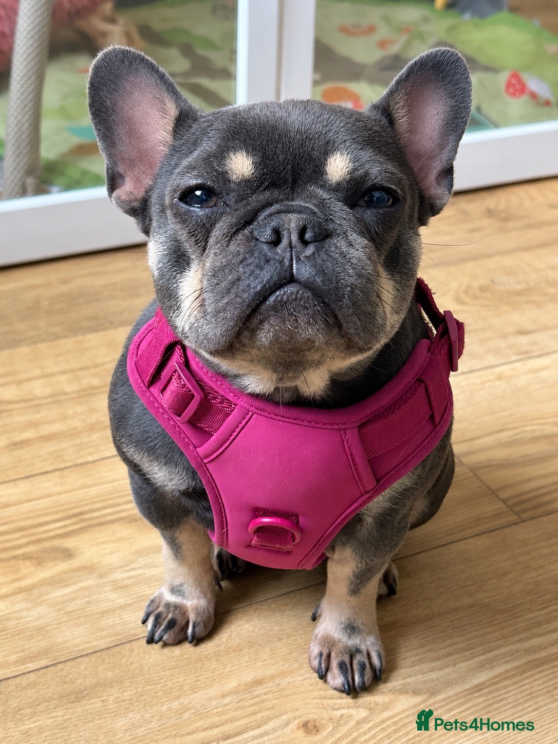 French Bulldog dogs 1Year Old Female French Bulldog  - Advert 1