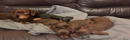Miniature Dachshund dogs for sale: KC Miniature Dachshund puppies - Advert 12