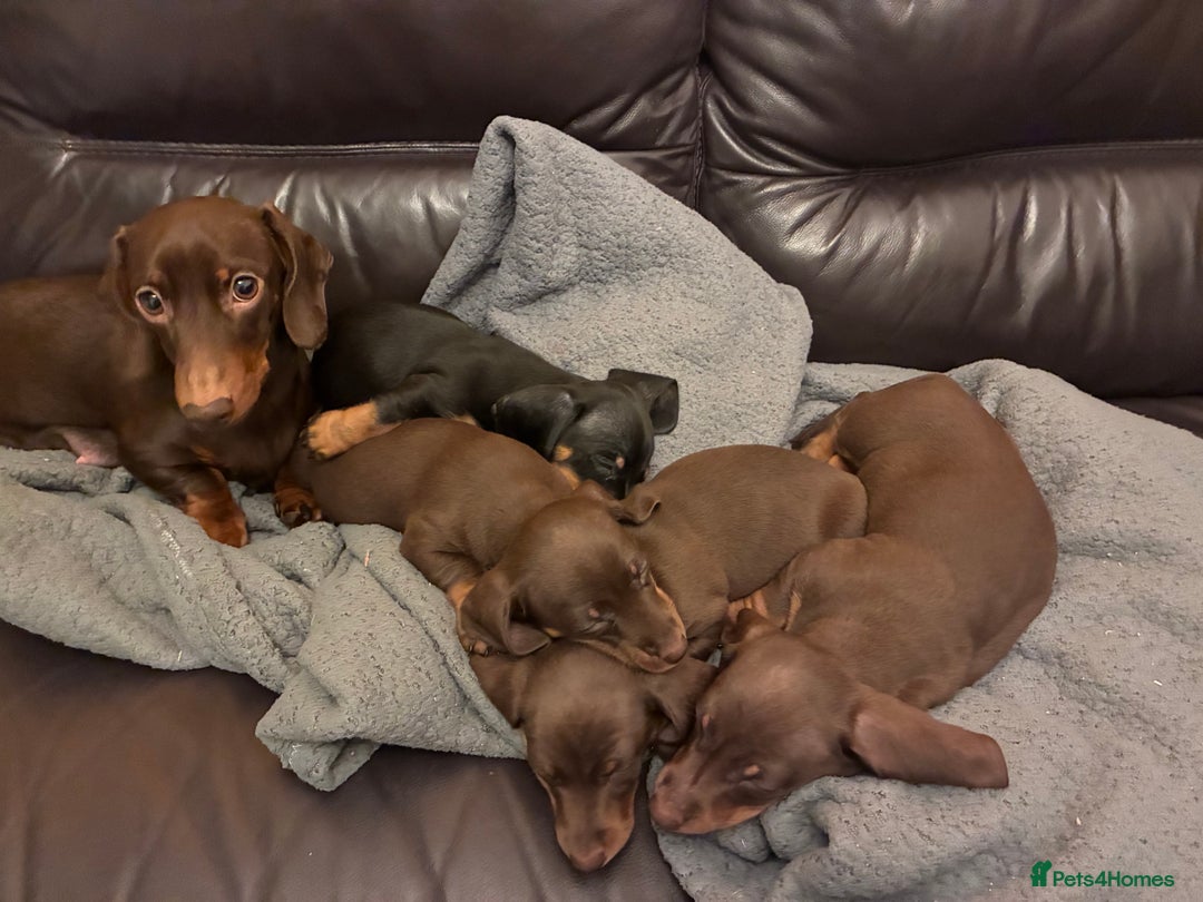 Miniature Dachshund dogs for sale: KC Miniature Dachshund puppies - Advert 12