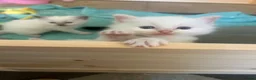 Ragdoll cats for sale: Beautiful ragdolls - Advert 6