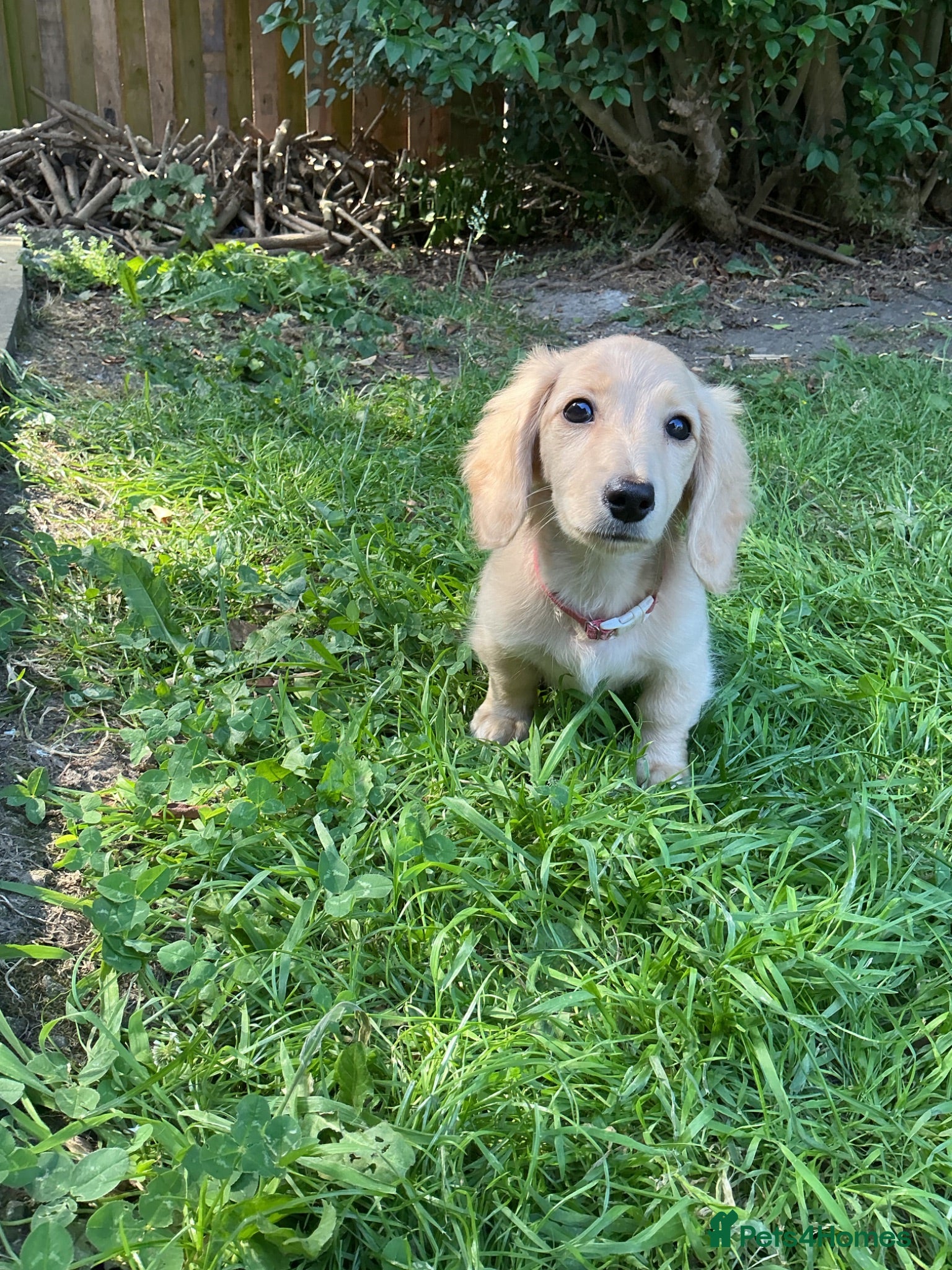 Dachshund dogs Kc registered miniature cream long hair puppies - Advert 7
