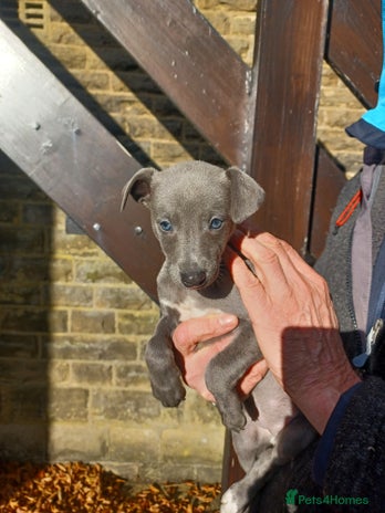 Whippet dogs - Advert 5