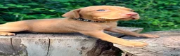 Hungarian Vizsla dogs for sale: KC Reg Hungarian Vizsla pups Hip/Elbow DNA Tested - Advert 34