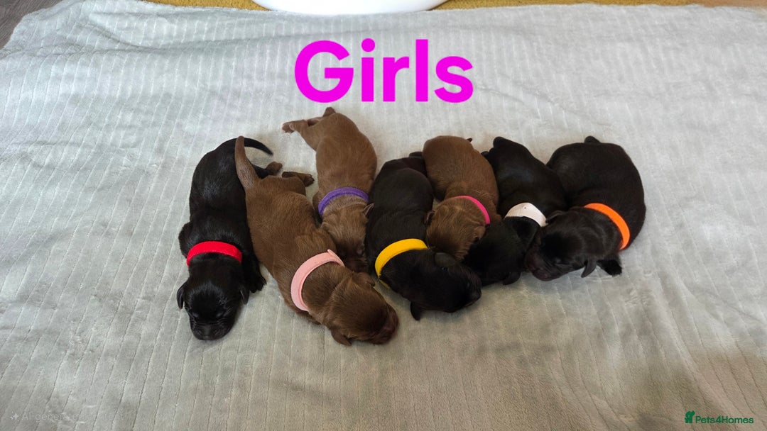 Labrador Retriever dogs for sale: Beautiful pedigree labrador puppies  - Image 21