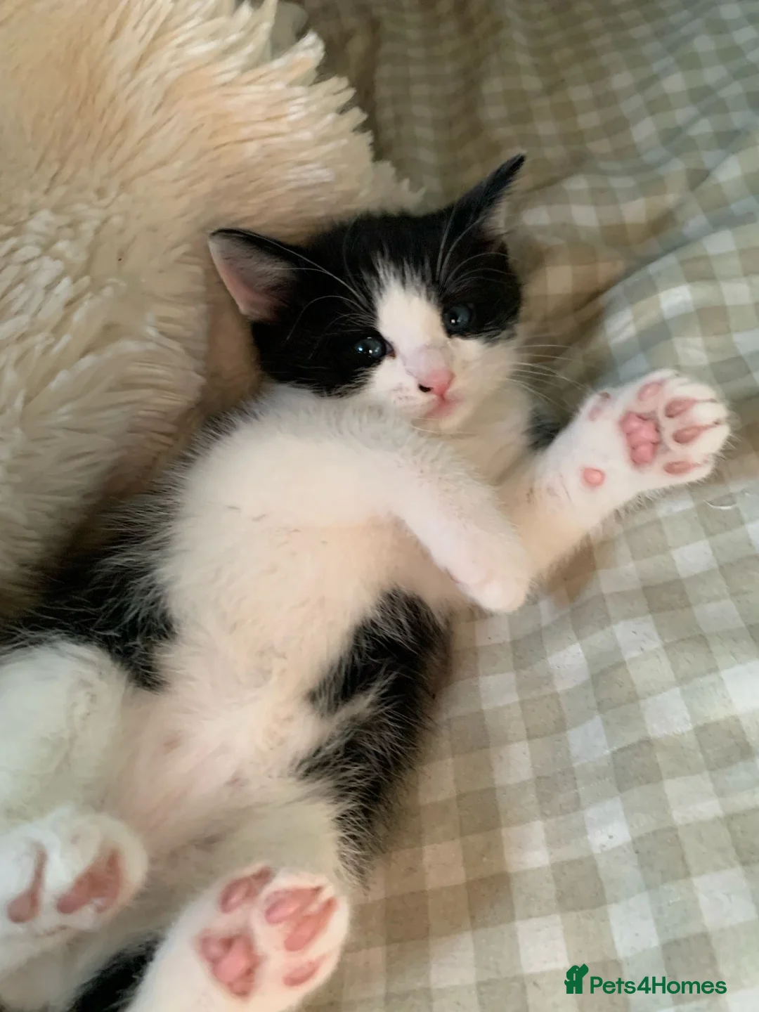 Mixed Breed cats for sale: Beautiful boy kitten  - Advert 1