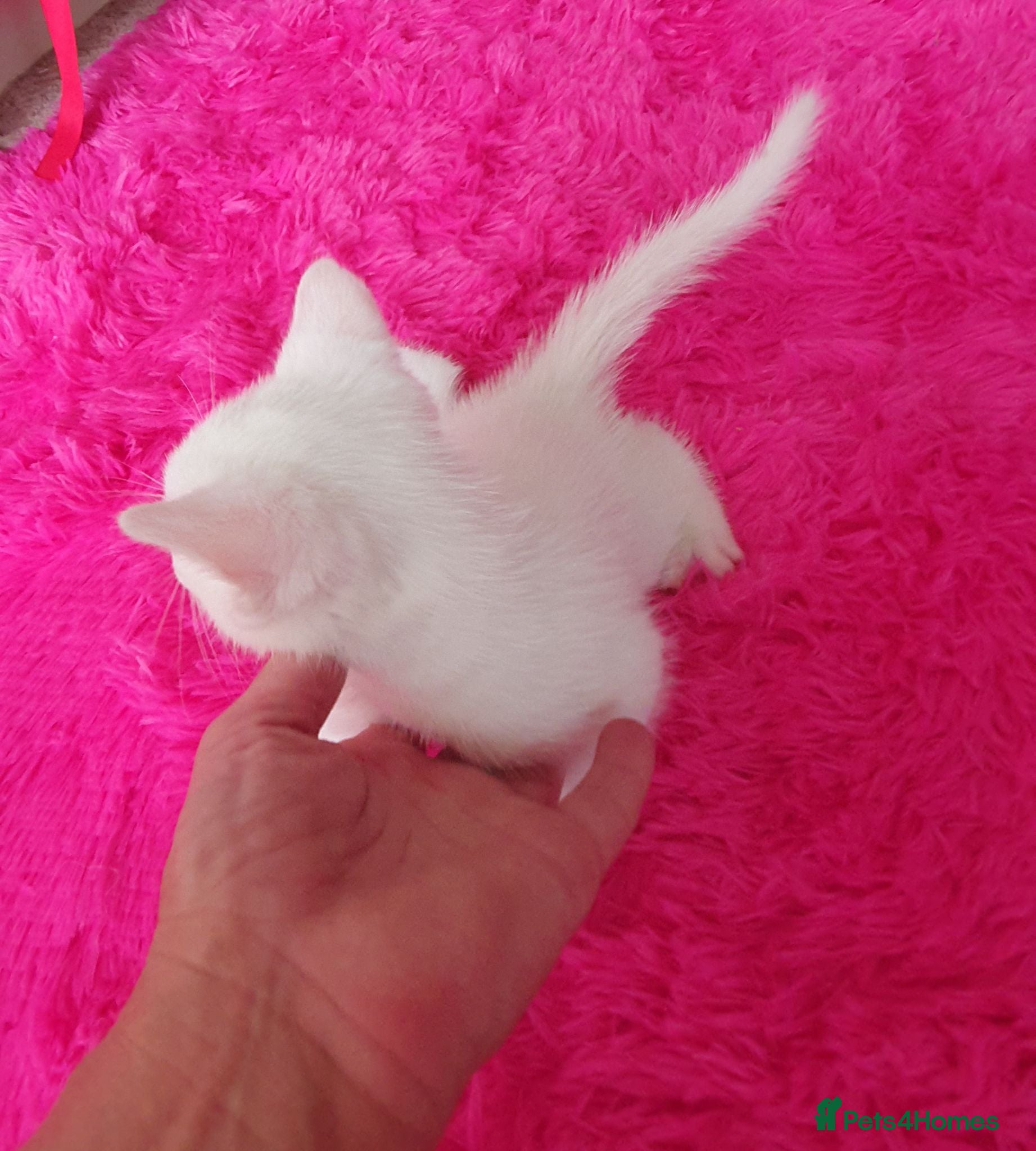 Mixed Breed cats 3  kittens😸 ready to go dad white angora mum toby - Advert 17
