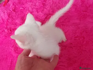 Mixed Breed cats 3 kittens😸 ready to go dad white angora mum toby - Advert 17