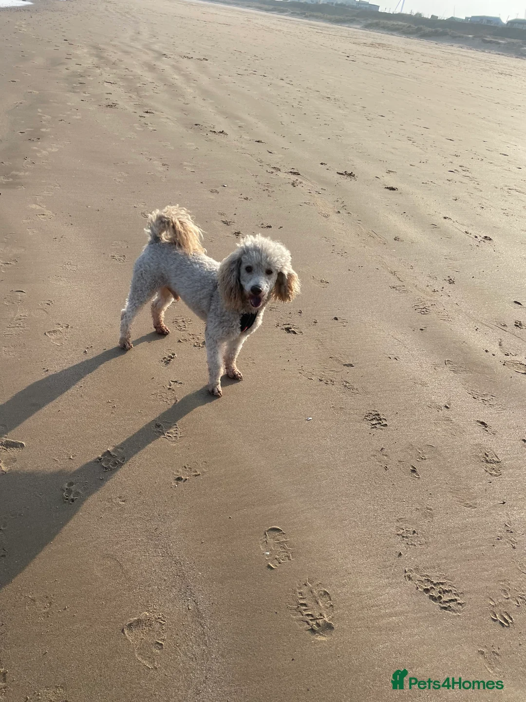 Miniature Poodle dogs for stud: Kc miniature poodle  in Wakefield - Advert 7