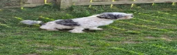 Mixed Breed dogs for sale: Millie is looking for forever loving home! - Advert 7