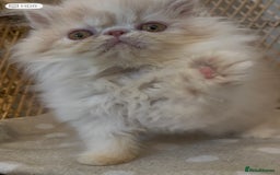 Exotic cats for sale: ❤️Stunning Exotic Shorthair & Longhair Kittens❤️  - Image 7