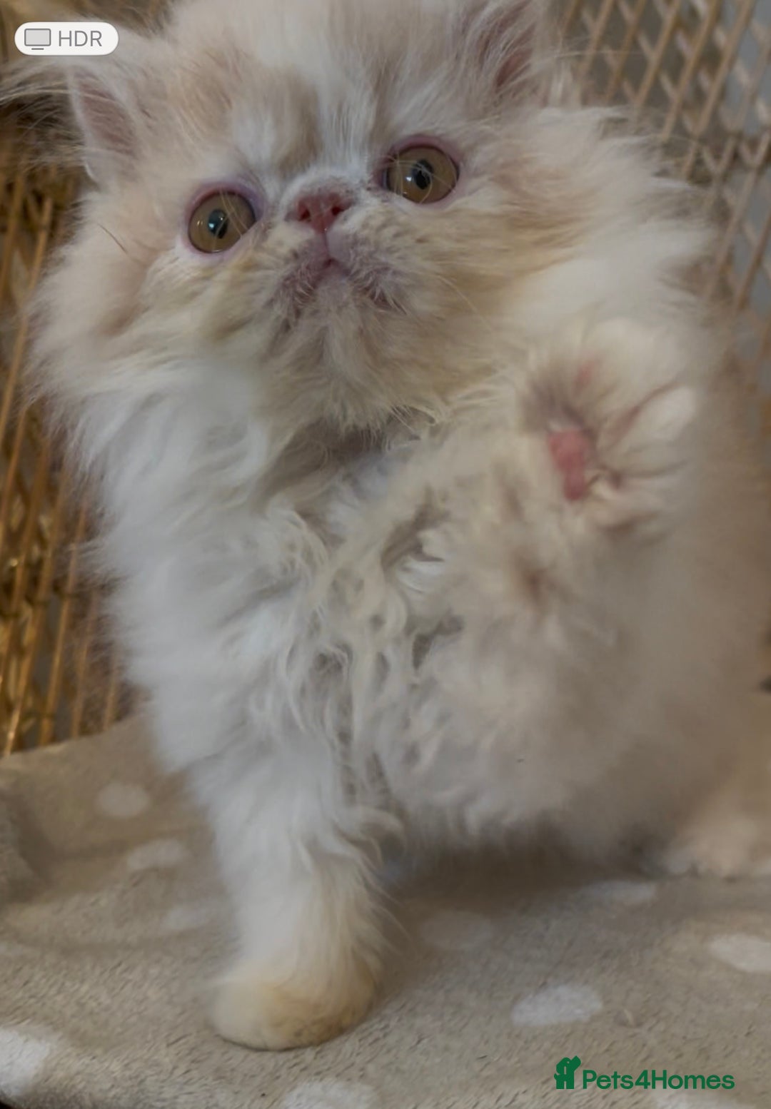 Exotic cats for sale: ❤️Stunning Exotic Shorthair & Longhair Kittens❤️  - Image 7