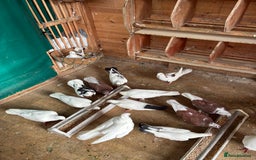 Doves birds for sale: Doves for re-homing - Image 5