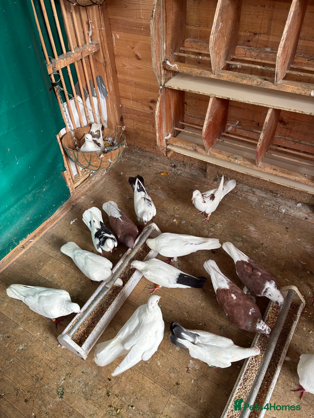 Doves birds for sale: Doves for re-homing - Image 5