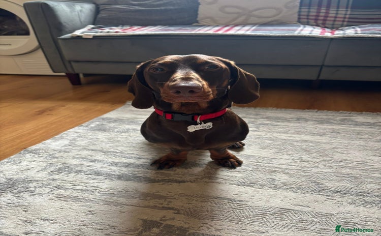 Dachshund dogs - Advert 1