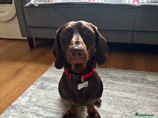 Dachshund dogs - Advert 35