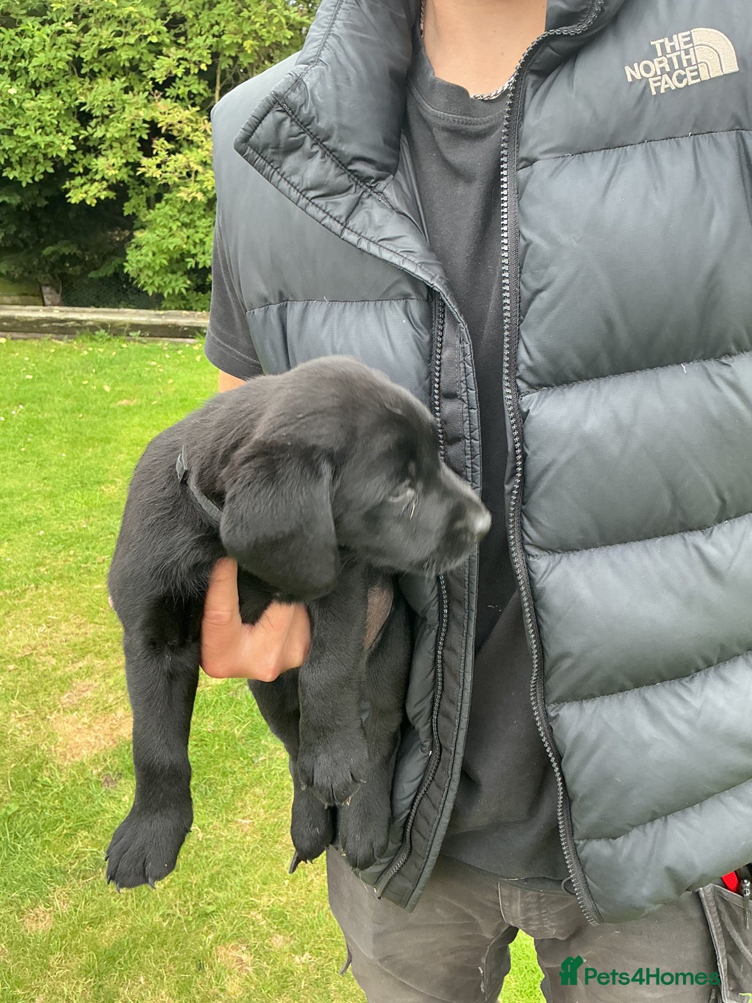 Labrador Retriever dogs for sale: KC registered Black Lab pups - Image 16