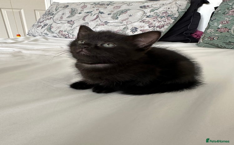 Domestic Shorthair cats - Advert 13