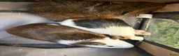 Guinea Pig rodents for sale: Male guinea pigs ready to leave soon  - Advert 4