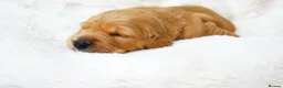 Golden Retriever dogs for sale: KC Golden Retriever from Health Tested Parents - Advert 11