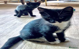 Mixed Breed cats for sale: female black white kitten for sale - Image 6