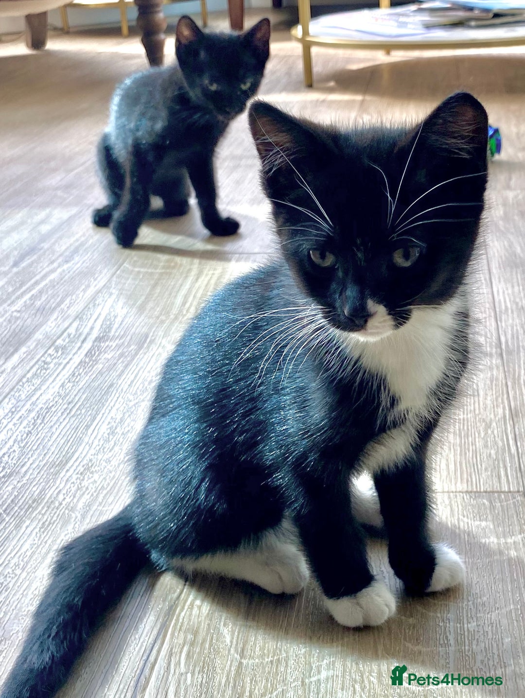 Mixed Breed cats for sale: female black white kitten for sale - Image 6