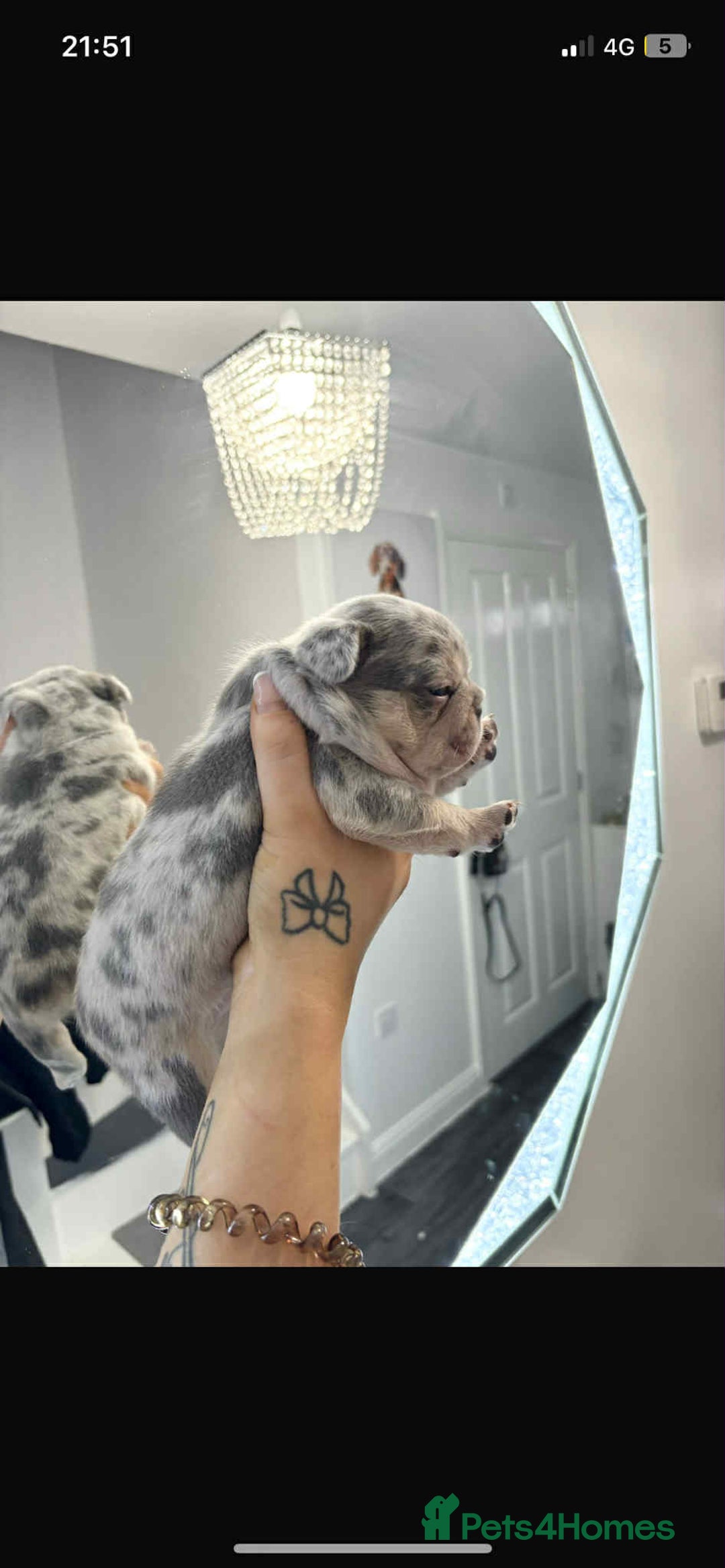 French Bulldog dogs for sale: Stunning Fluffy Frenchies Pink, Merle & Teddy Bear - Image 4