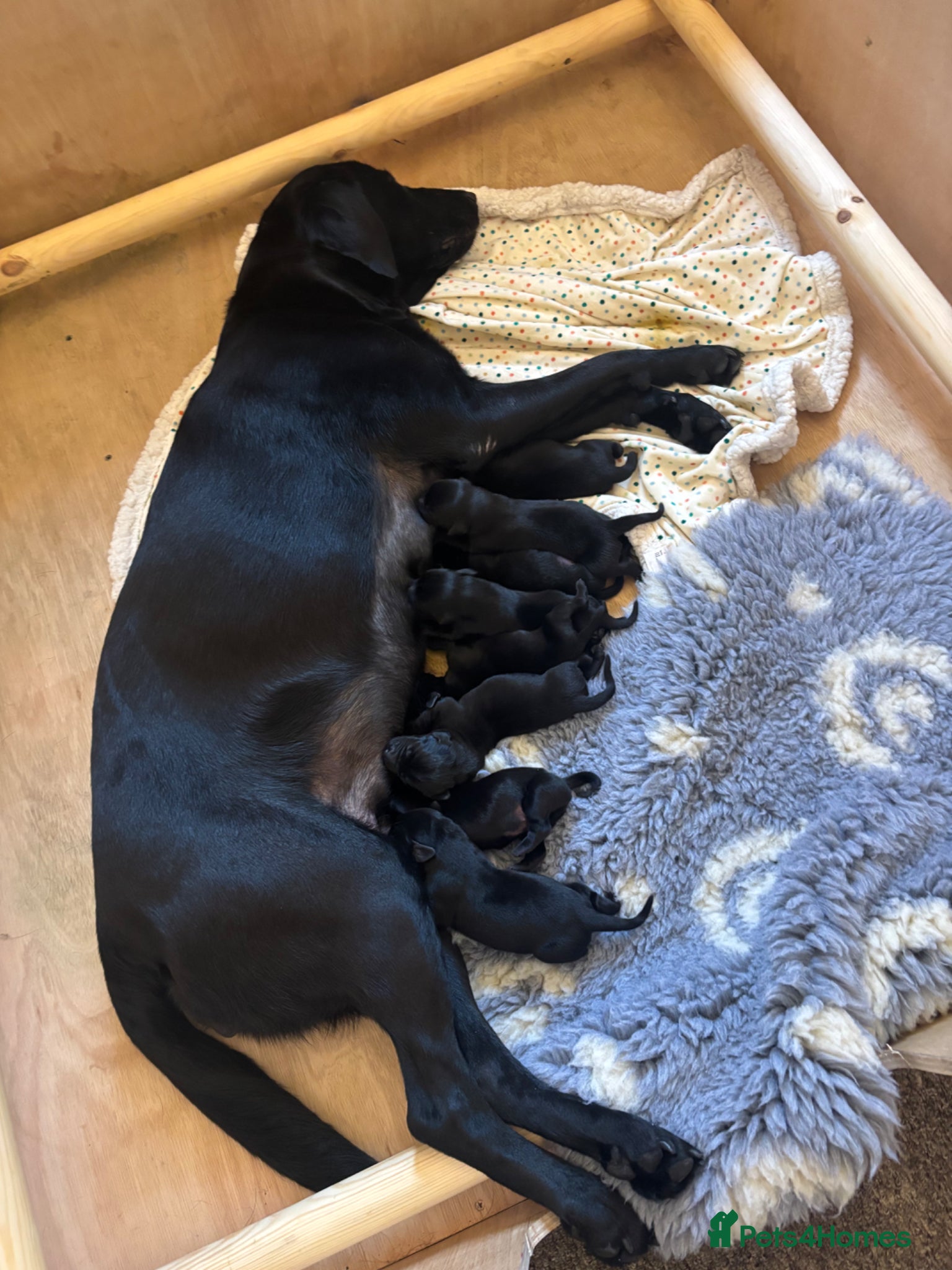 Labrador Retriever dogs KC Registered Pedigree Labrador Puppies - Advert 6