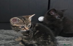 Mixed Breed cats for sale: Kittens  - Image 13