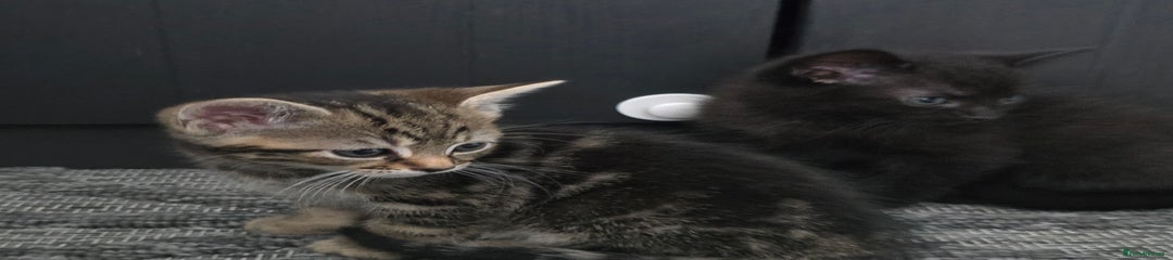 Mixed Breed Kitten 4