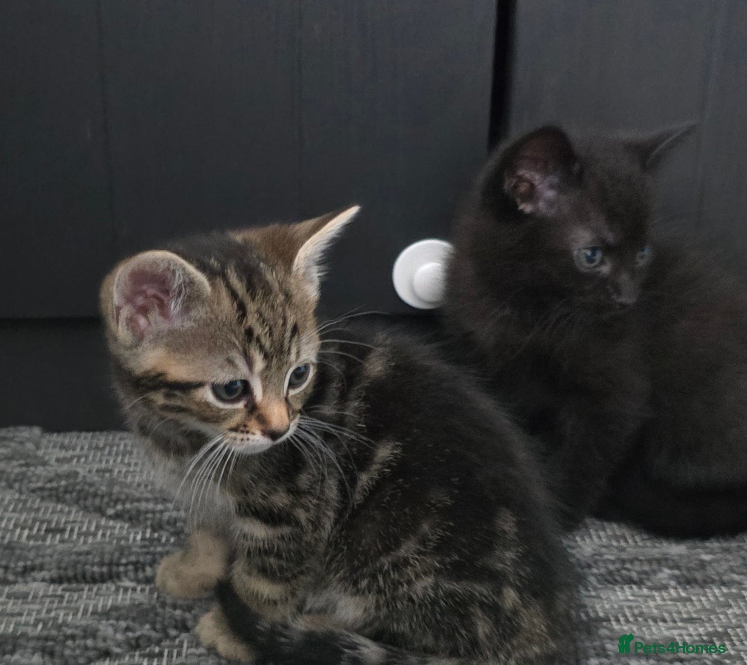 Mixed Breed cats for sale: Kittens  - Image 13