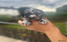 Cockapoo dogs for sale: Stunning f1b cockapoo puppies!!  - Image 7