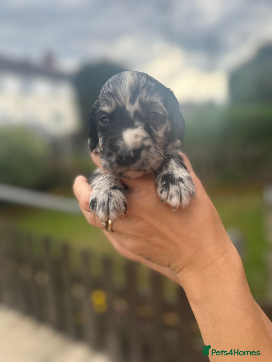 Cockapoo dogs for sale: Stunning f1b cockapoo puppies!!  - Image 7