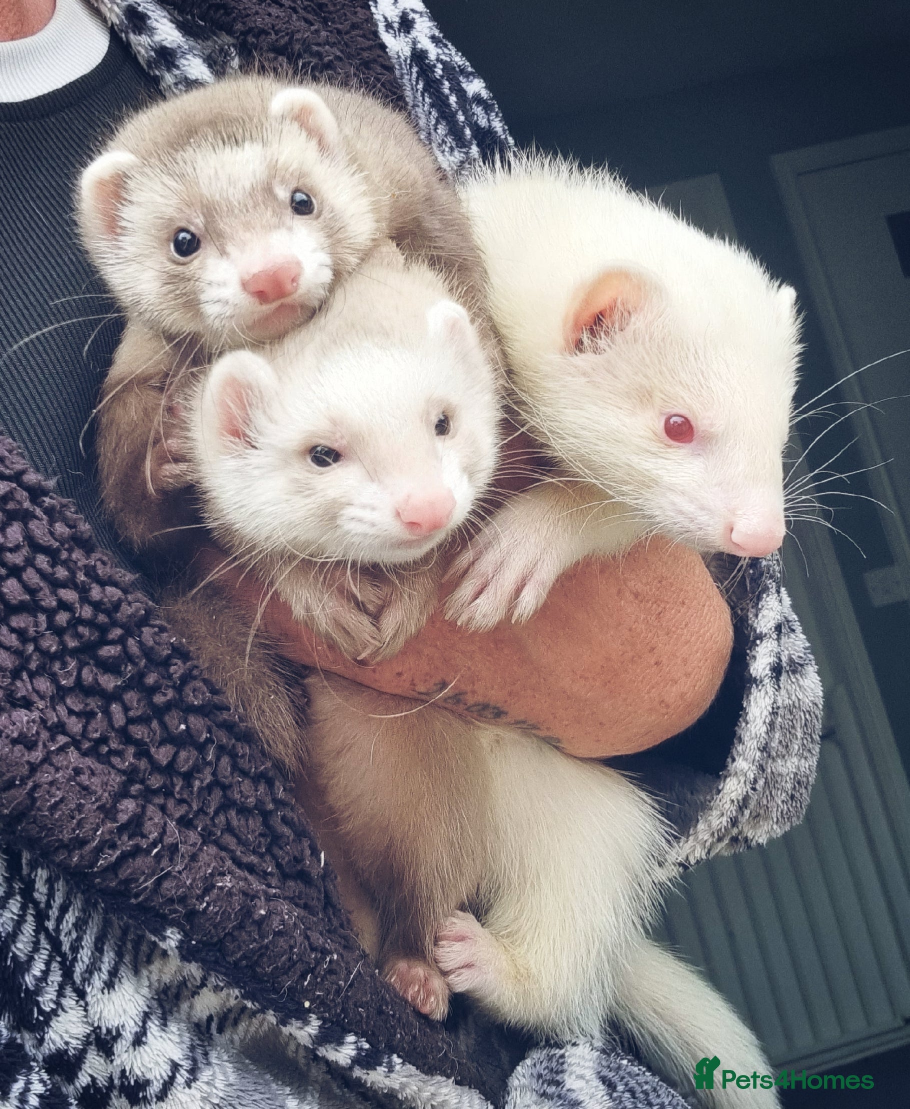 Ferret rodents Breeding trio of ferrets - Advert 10