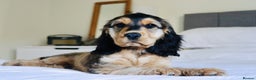 Cocker Spaniel dogs for stud: Beautiful Stud in Gloucester - Advert 8