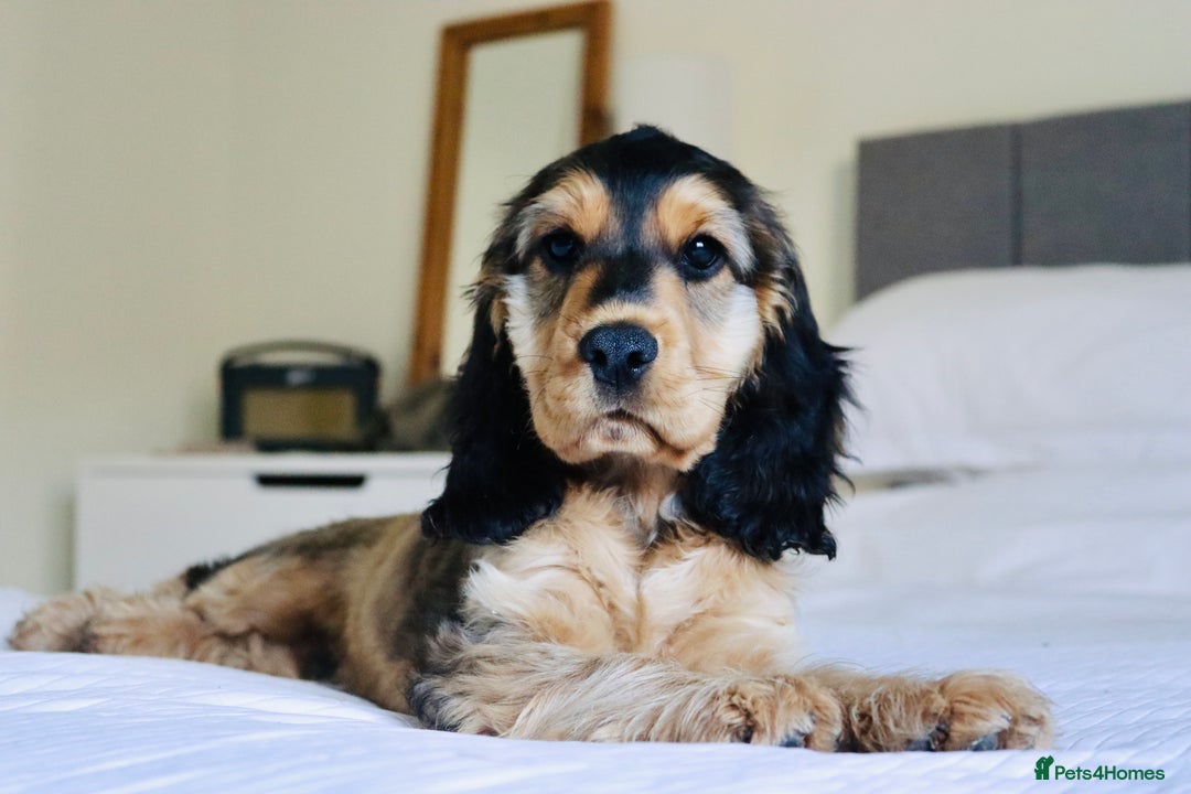 Cocker Spaniel dogs for stud: Beautiful Stud in Gloucester - Advert 8