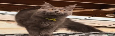 Maine Coon 6