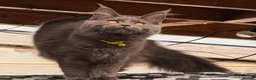 Maine Coon cats for sale: Maine Coon - Advert 3