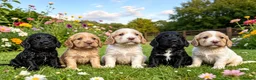 Cocker Spaniel dogs for sale: Exceptional Cocker Spaniel Puppies Legally docked in Ellesmere - Advert 1