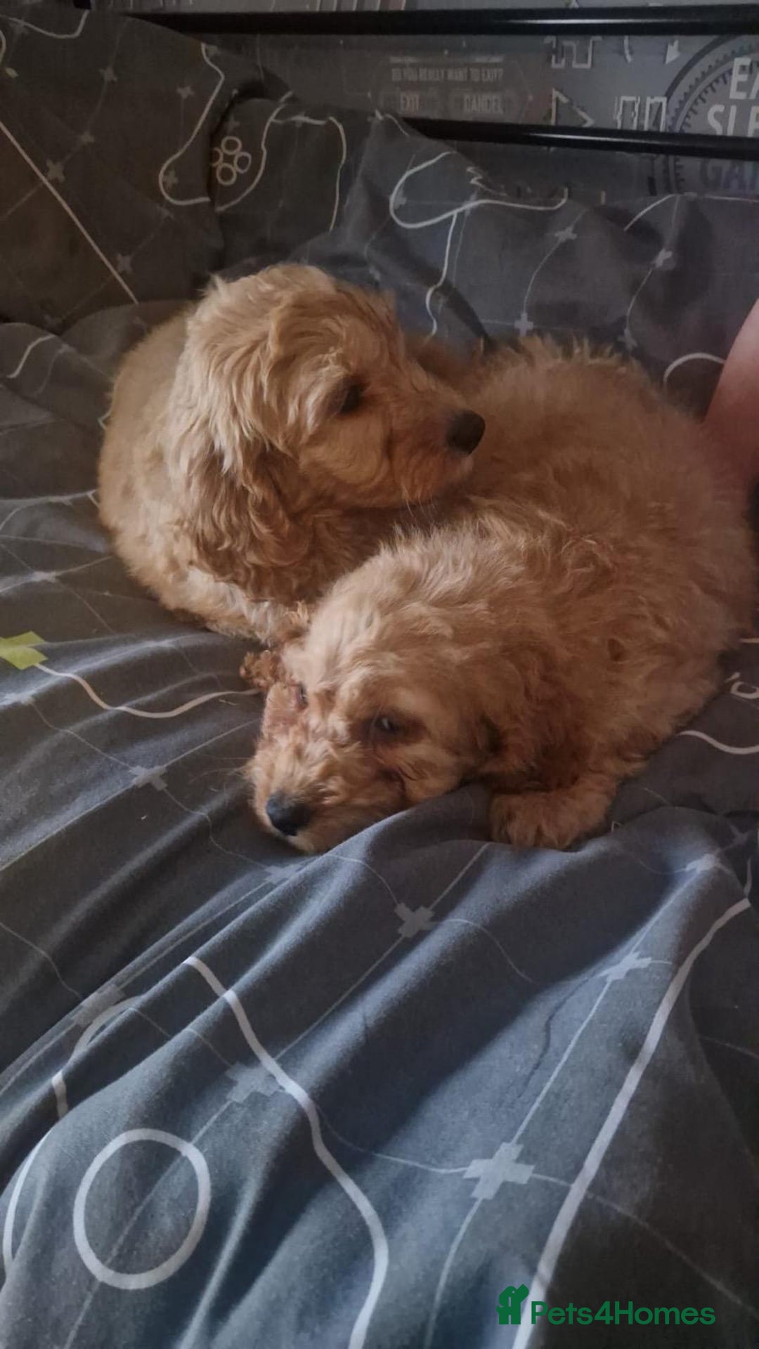 Cavapoo dogs for sale: Cavapoo puppy's  - Advert 2