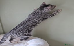 Bengal cats for sale: Silver Rosetted, Blue Silver Rosetted Bengal Girls - Image 4