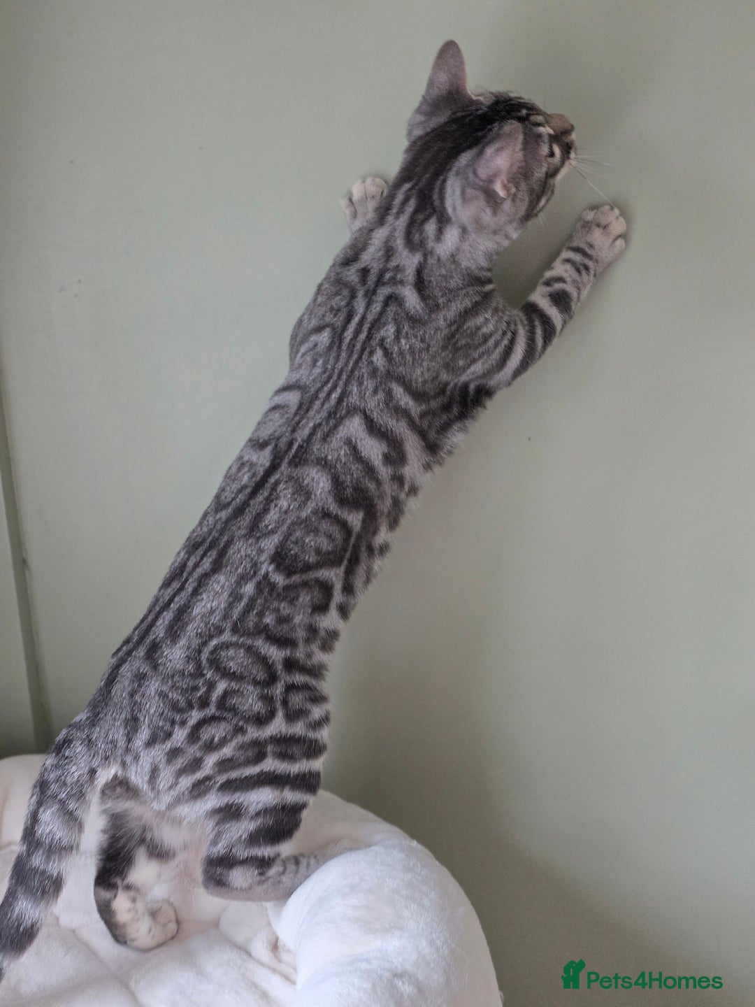 Bengal cats for sale: Silver Rosetted, Blue Silver Rosetted Bengal Girls - Image 4