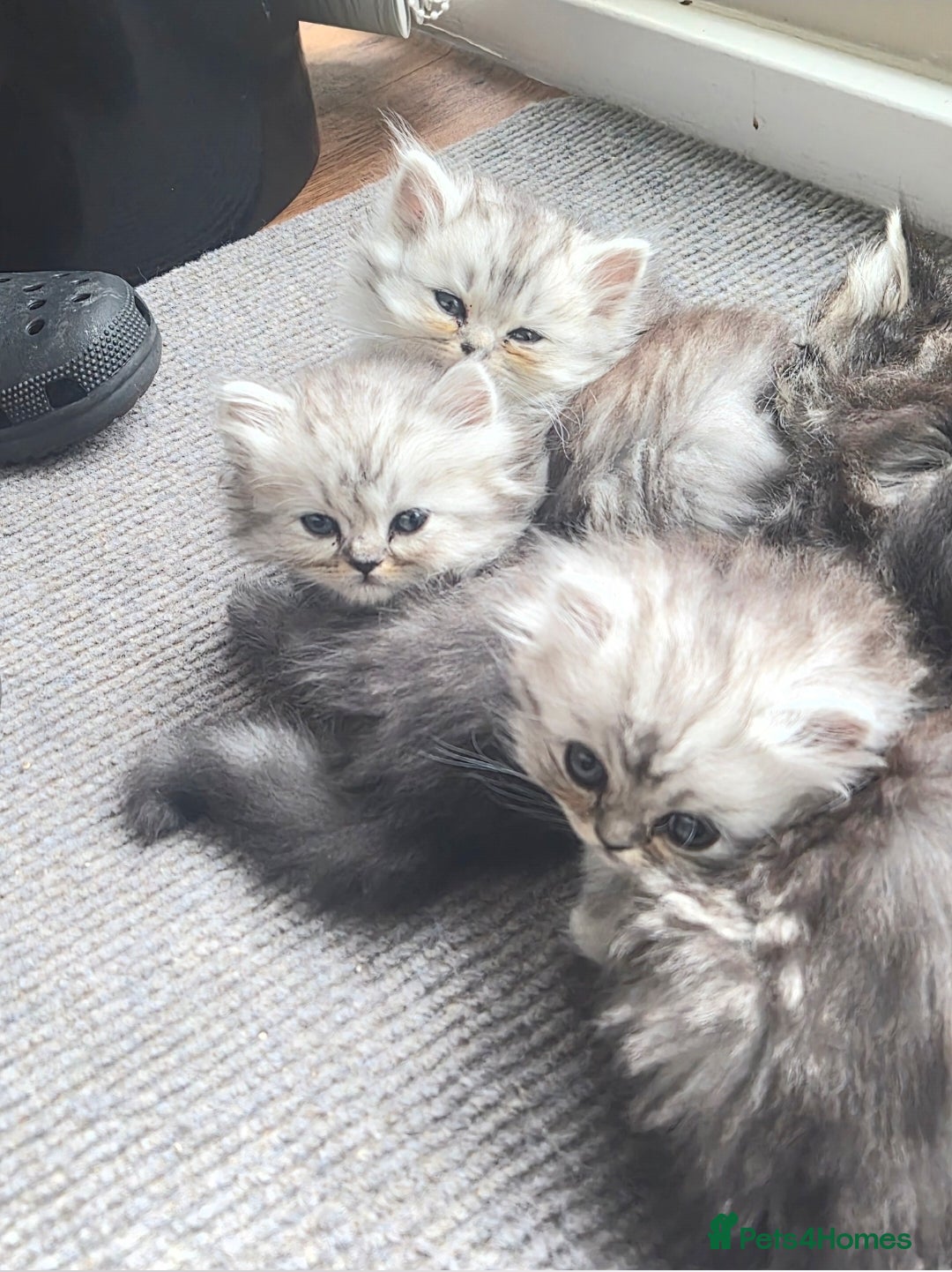 Persian cats Beautiful Persian chinchilla kittens 7 wks - Advert 5