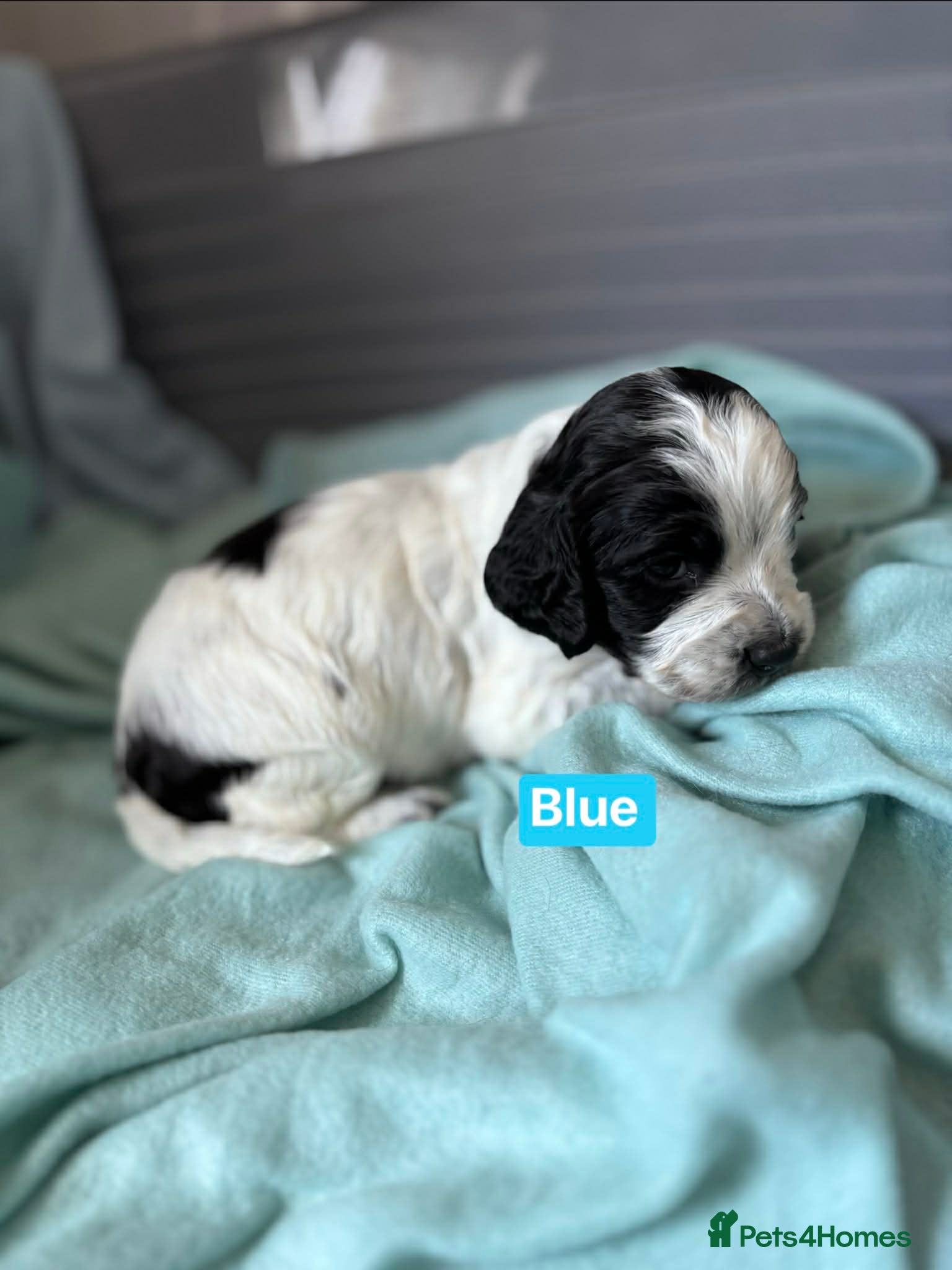 Cocker Spaniel dogs Working cocker spaniel puppies blue roan  - Advert 17